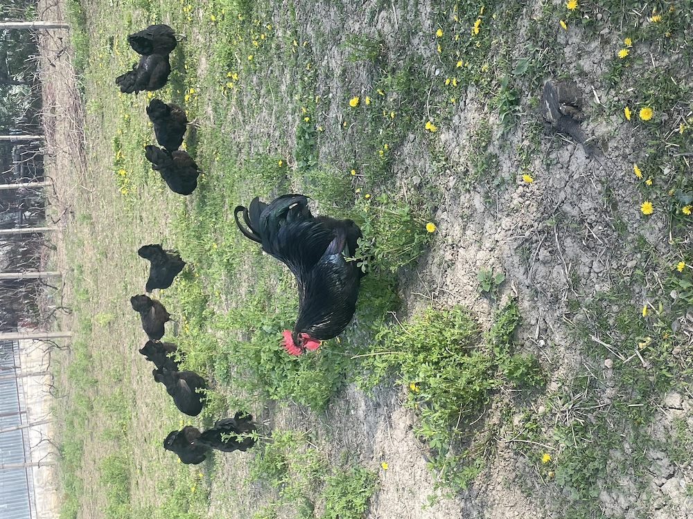 Vând familie găini Australorp și Plymouth.