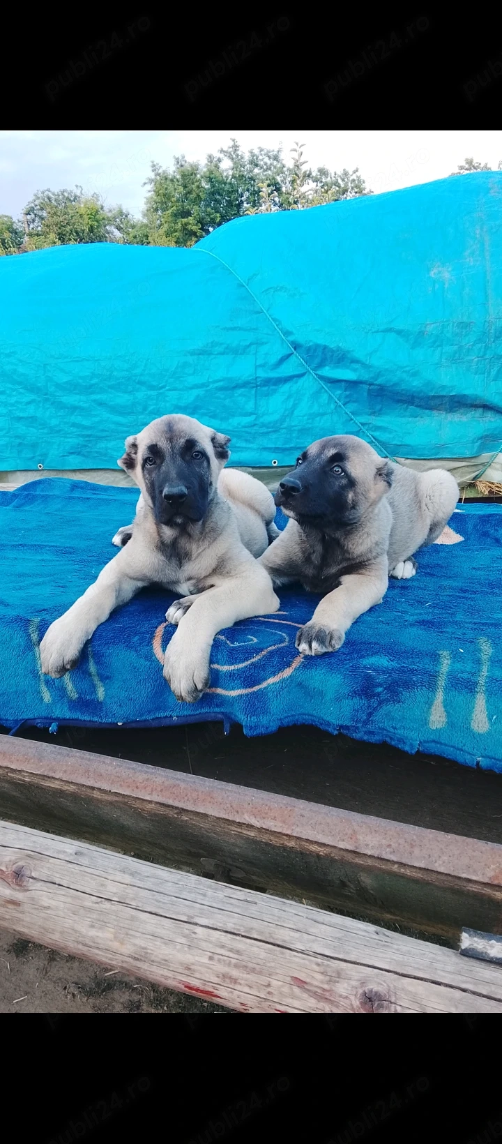Pui kangal viitori paznici