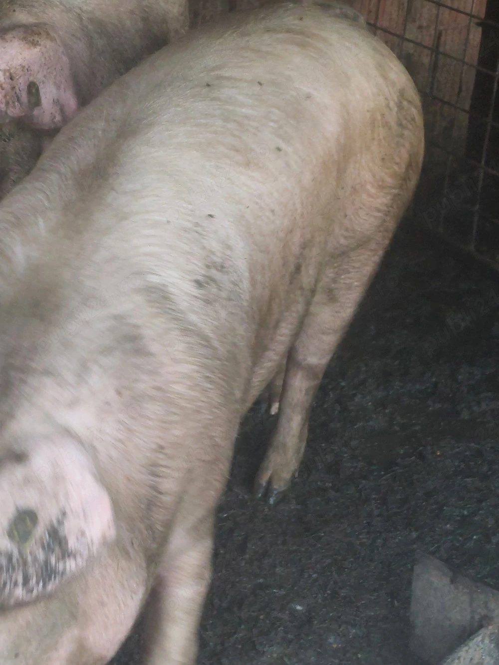 scroafa de sacrificat 