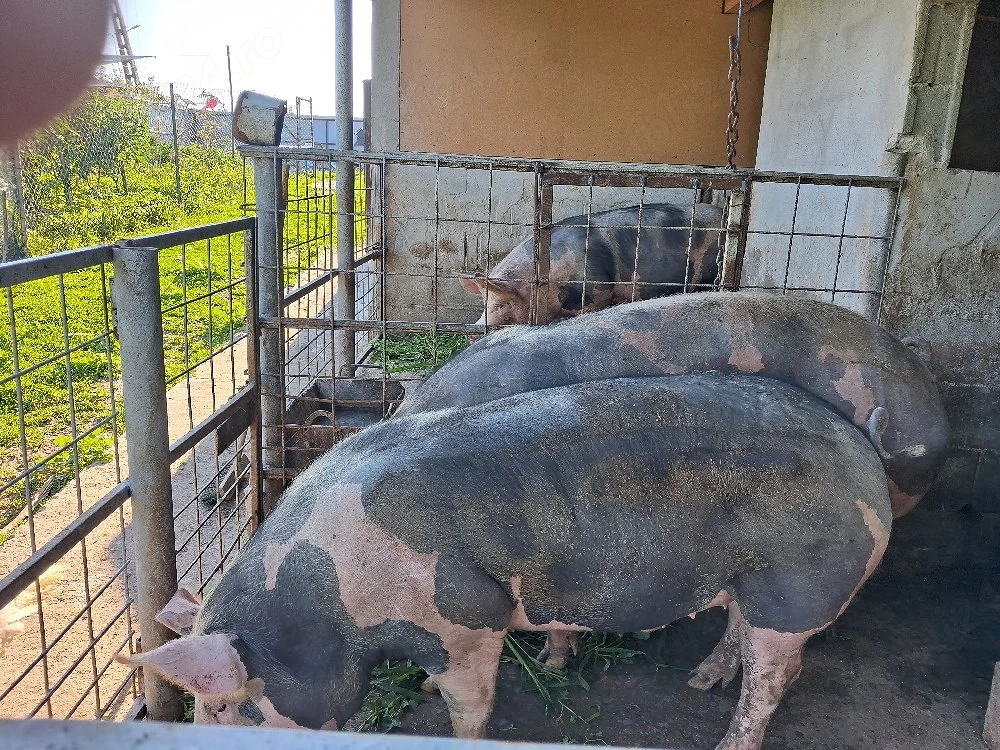 vand doi porci unu are 190 de kg si altul 240 pretul este 16 lei pe kg in viu