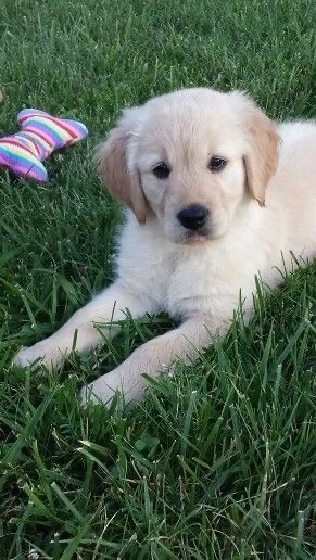 Golden Retriver 