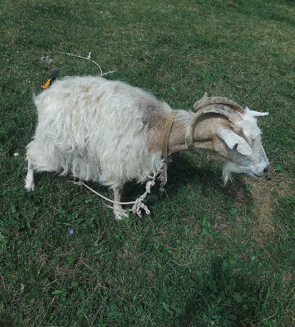 capra de vânzare 