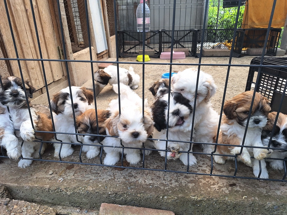 Căței Shih Tzu jucăuși 