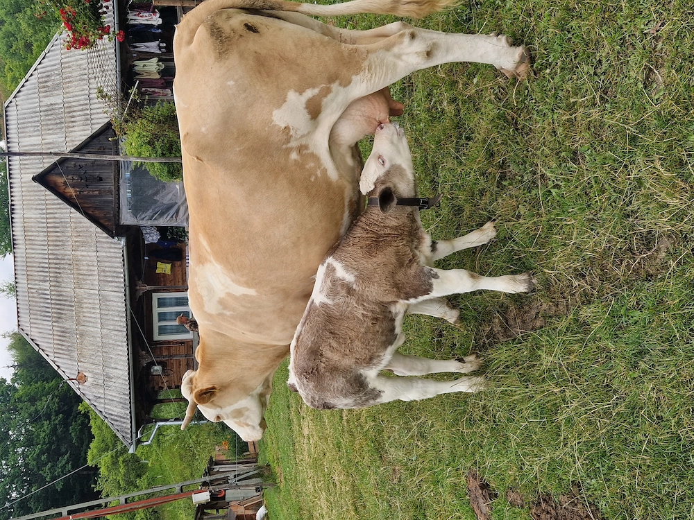 Vaca de vanzare 