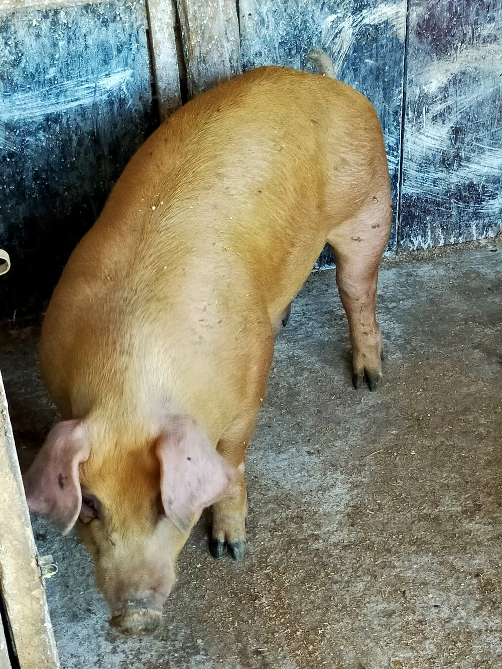Porc Duroc 