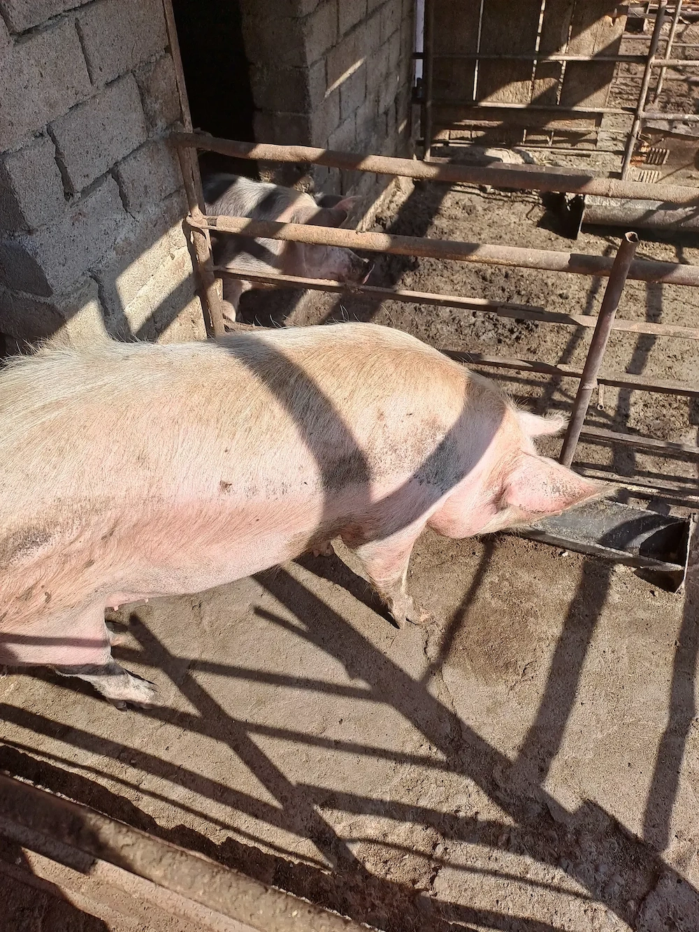 Vand porc gras de tăiat 