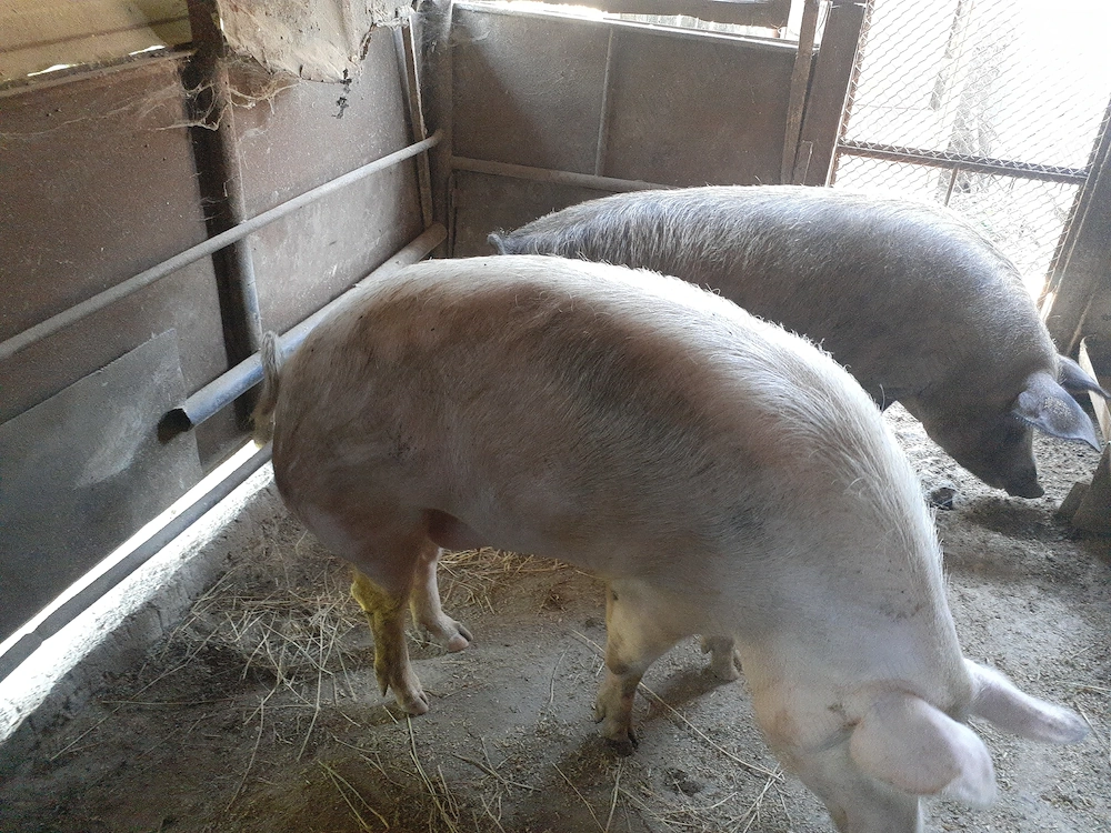 Porci de vanzare 