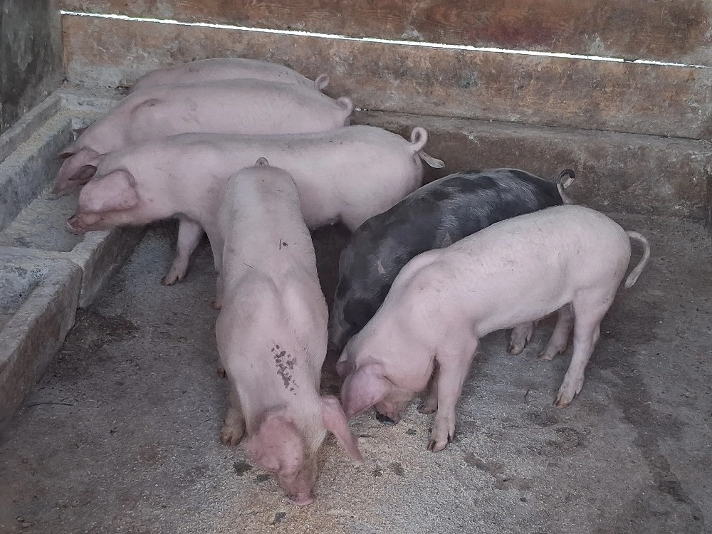 vând 6 purcei de 11 săptămâni 