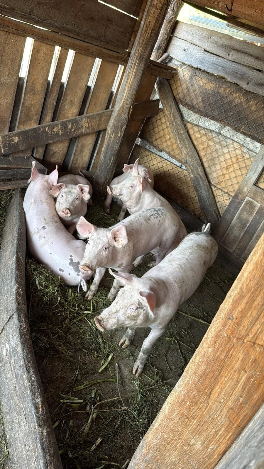 Vand porci 40 kg