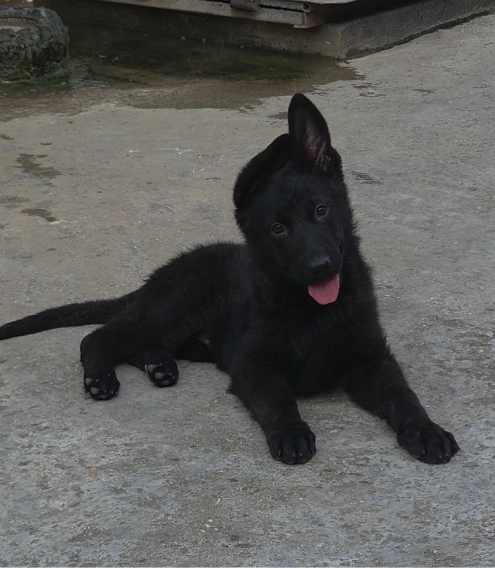 ciobanesc grrman 
