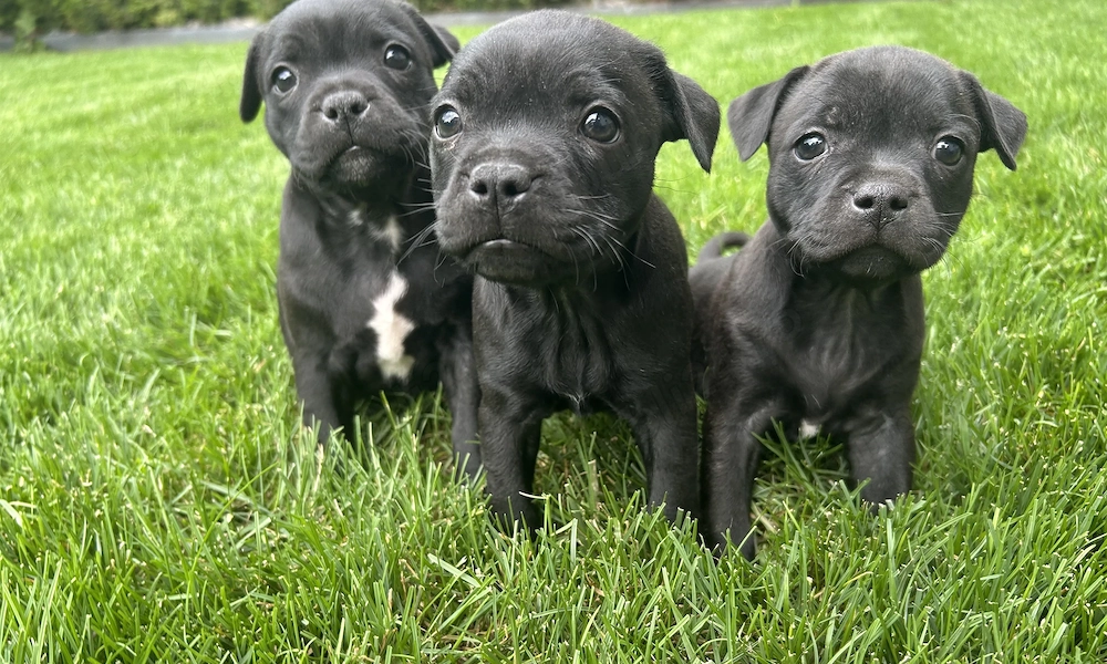 english staffordshire bullterrier