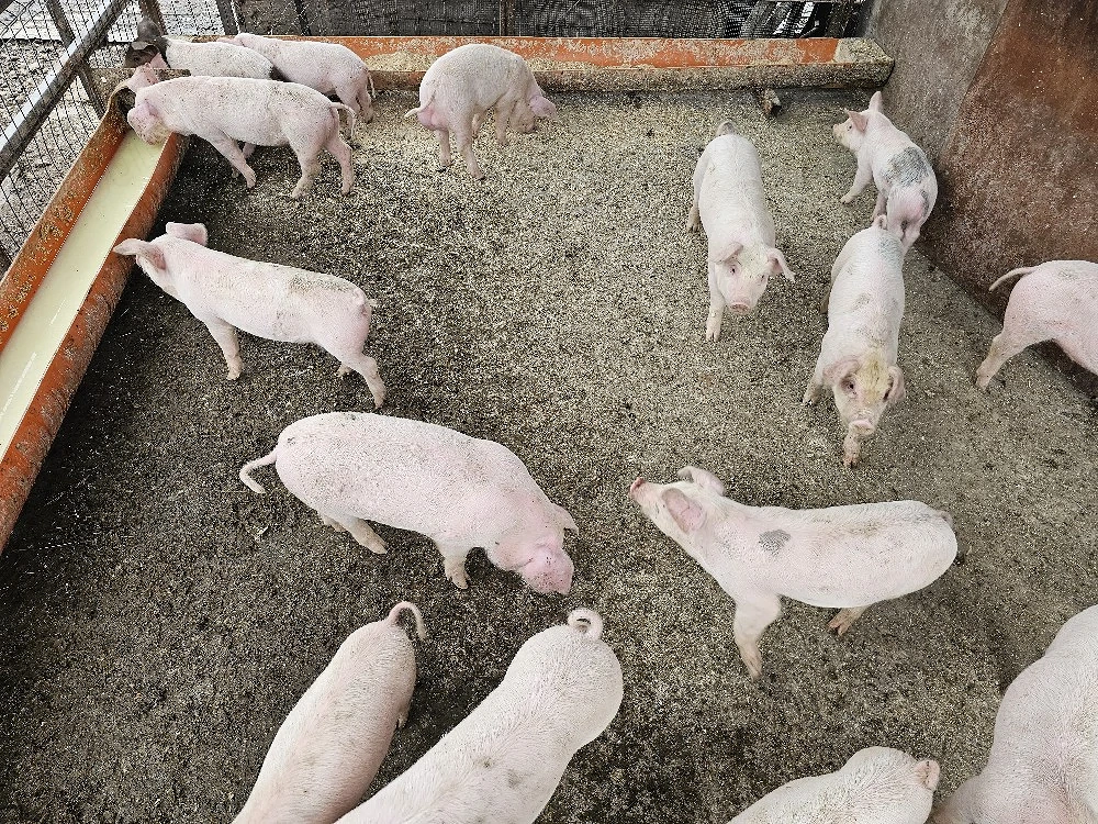 Purcei De Vanzare