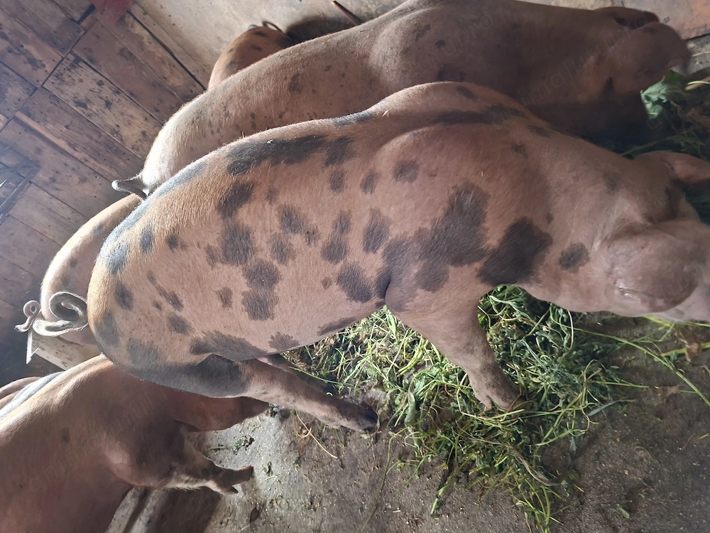 Purcele de carne 100 La 100 BIO