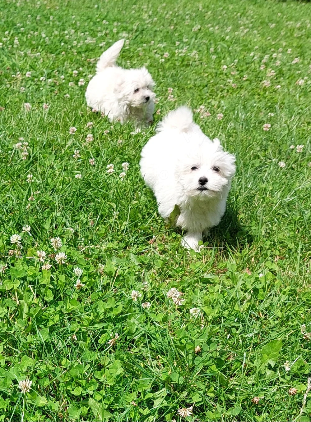 vand bichon 