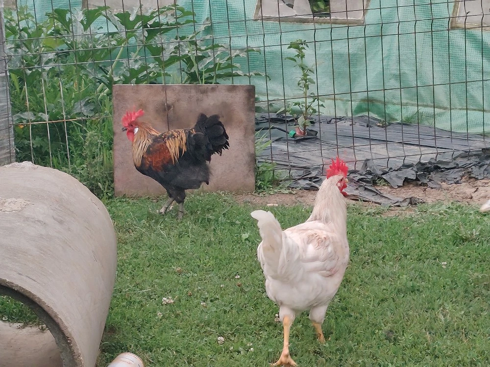 Vând cocoși de tăiat sau de ornament crescuți în sistem gospodăresc 