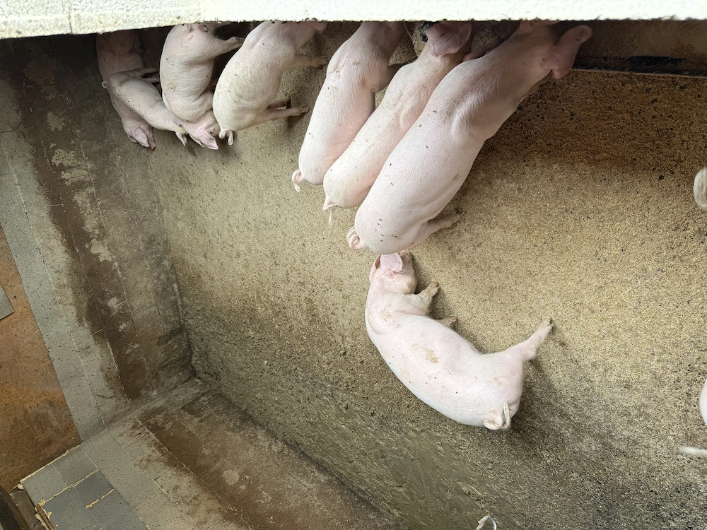Vând 11 purcei de 14 săptămâni 