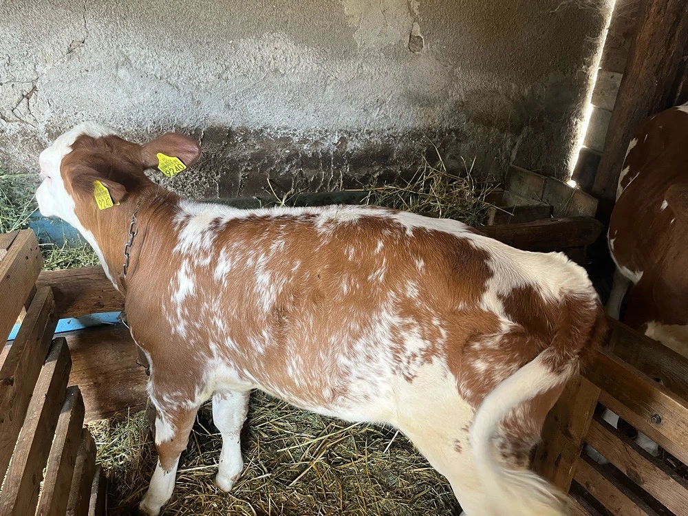 Vand vițele