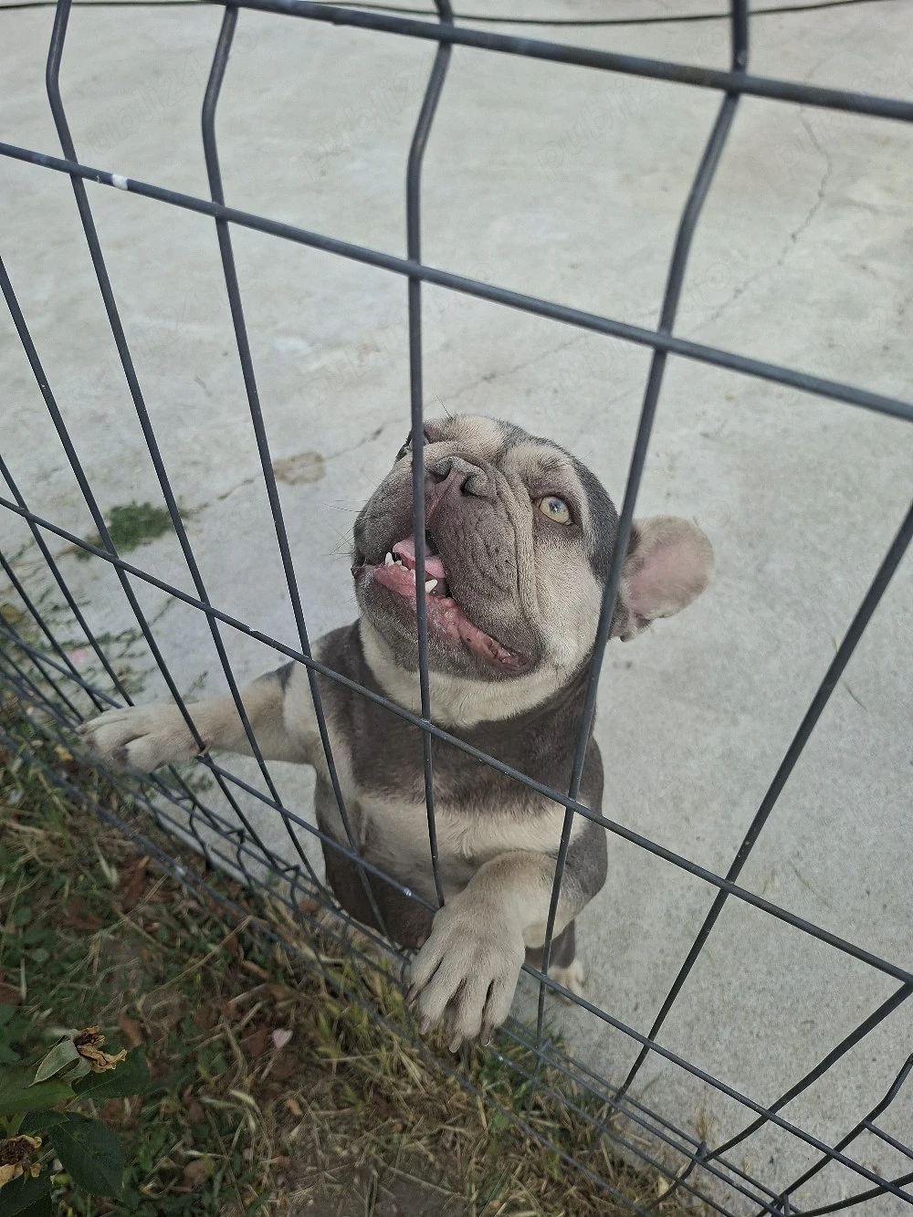 Bulldog francez fetita 