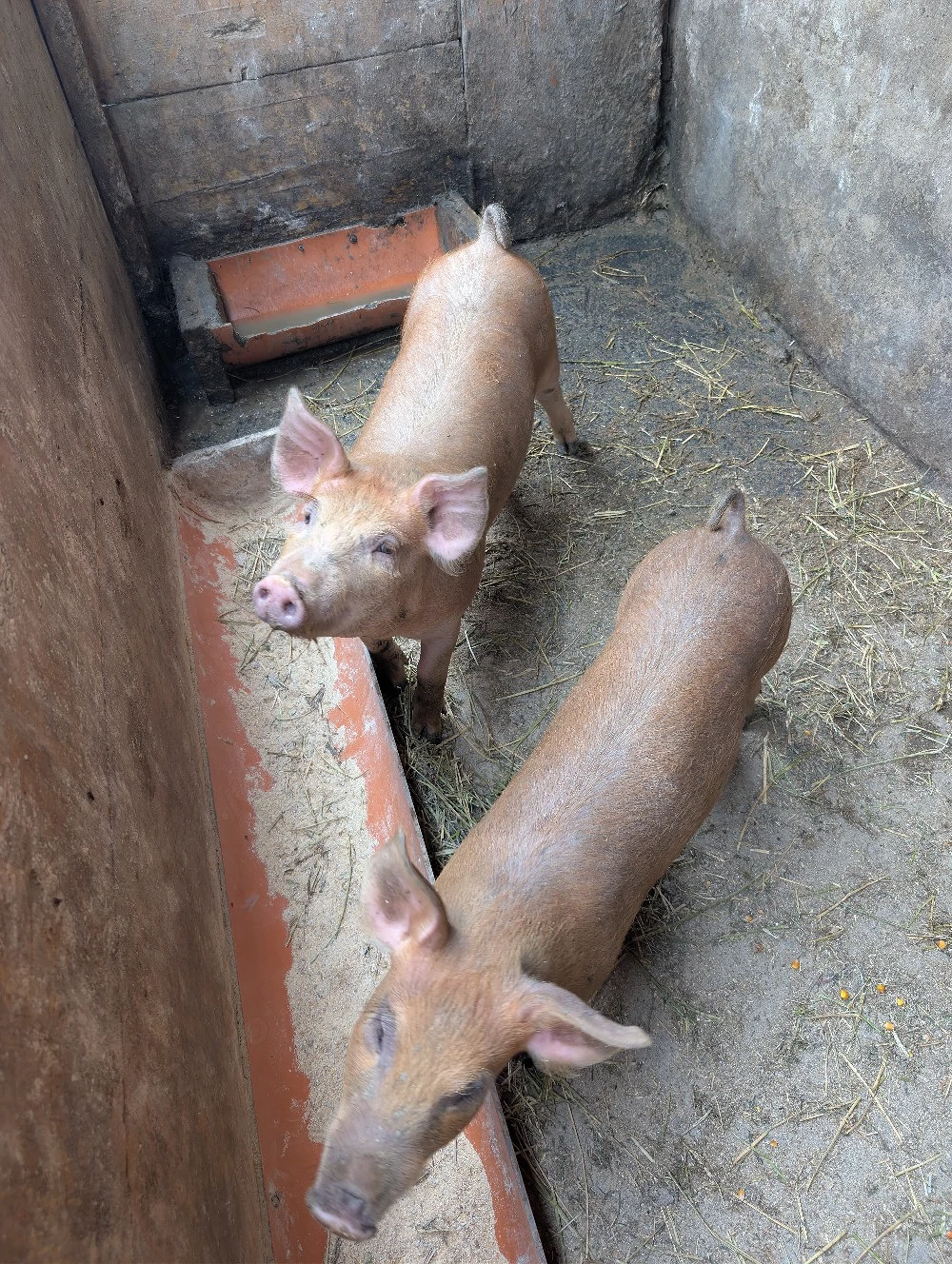 șoldanei de 30-35 kg metis Duroc