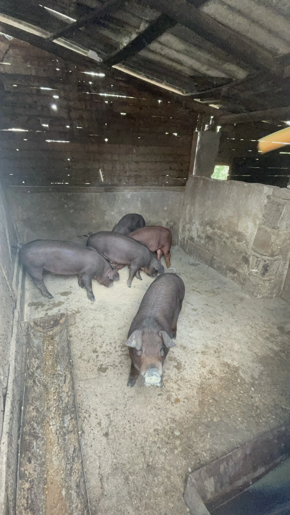 Porci de vânzare 
