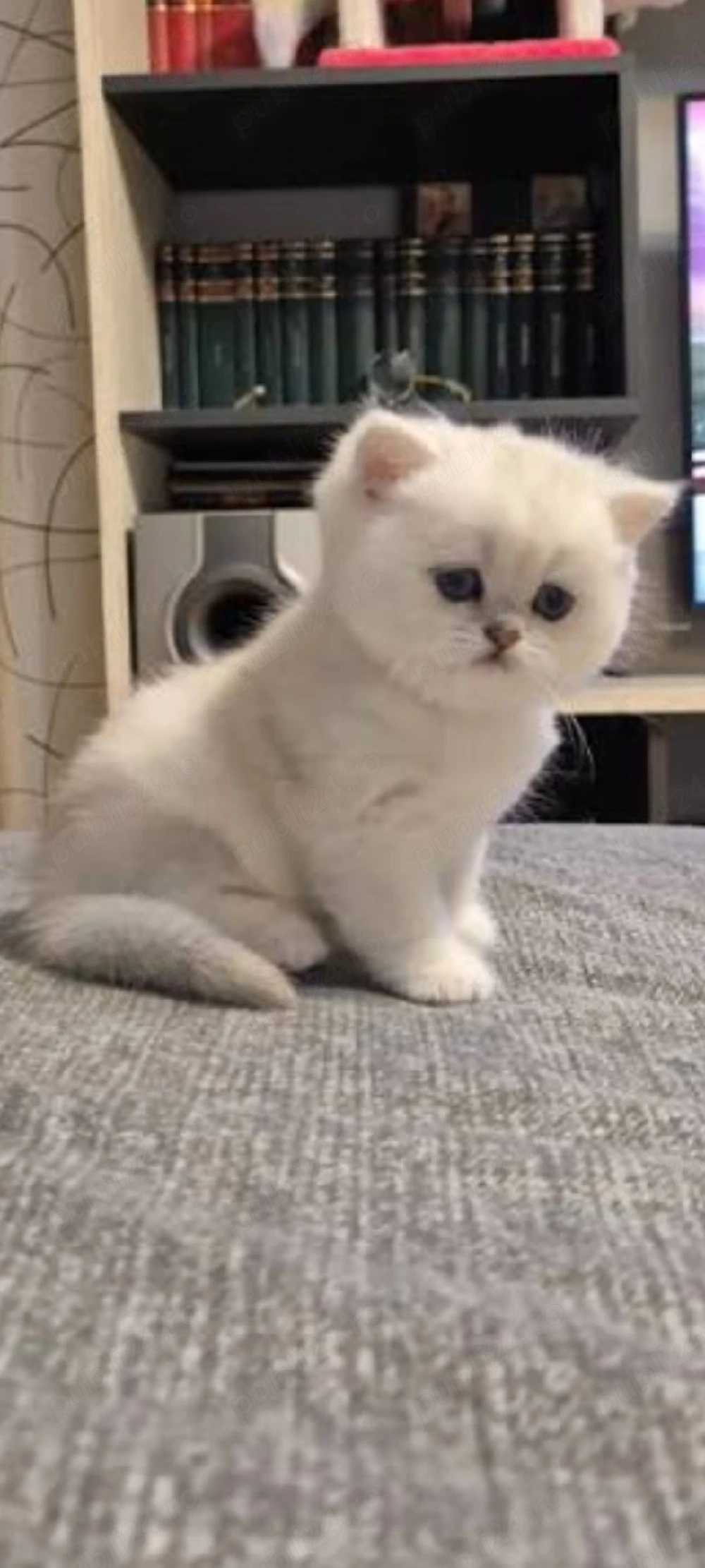 British Shorthair alb!!!