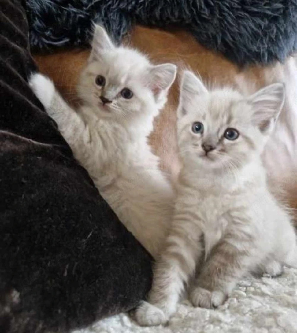 Ragdoll rasă pură 