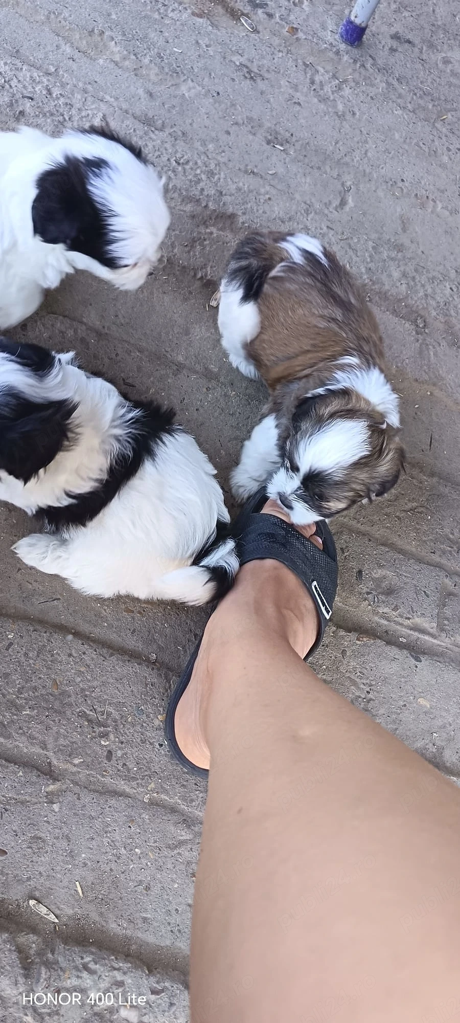puiuti shih-tzu