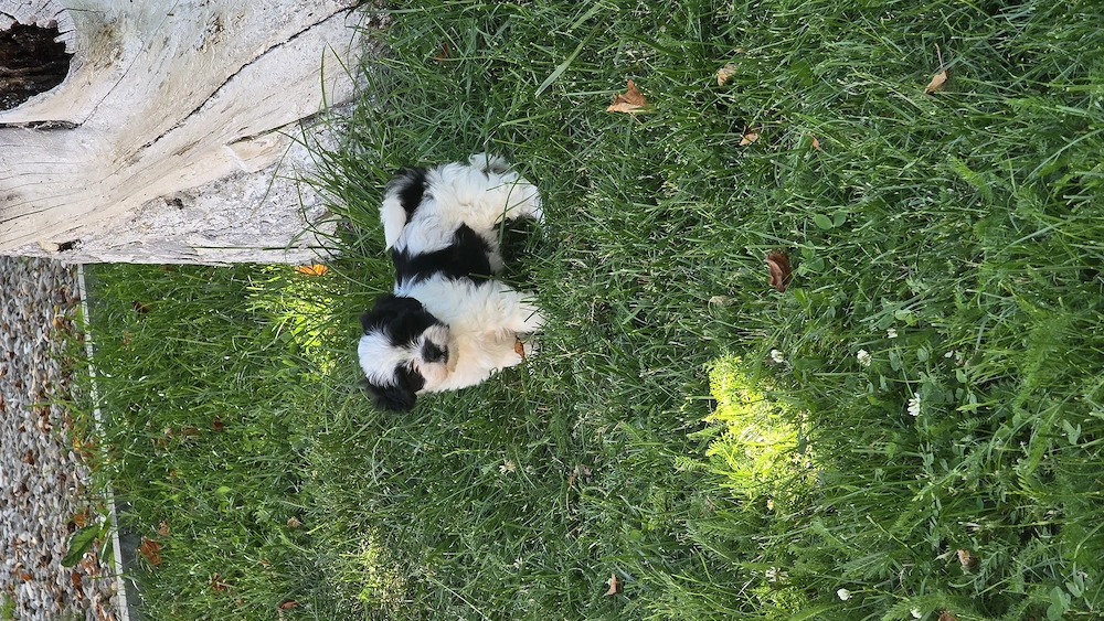 Shih-tzu de vanzare