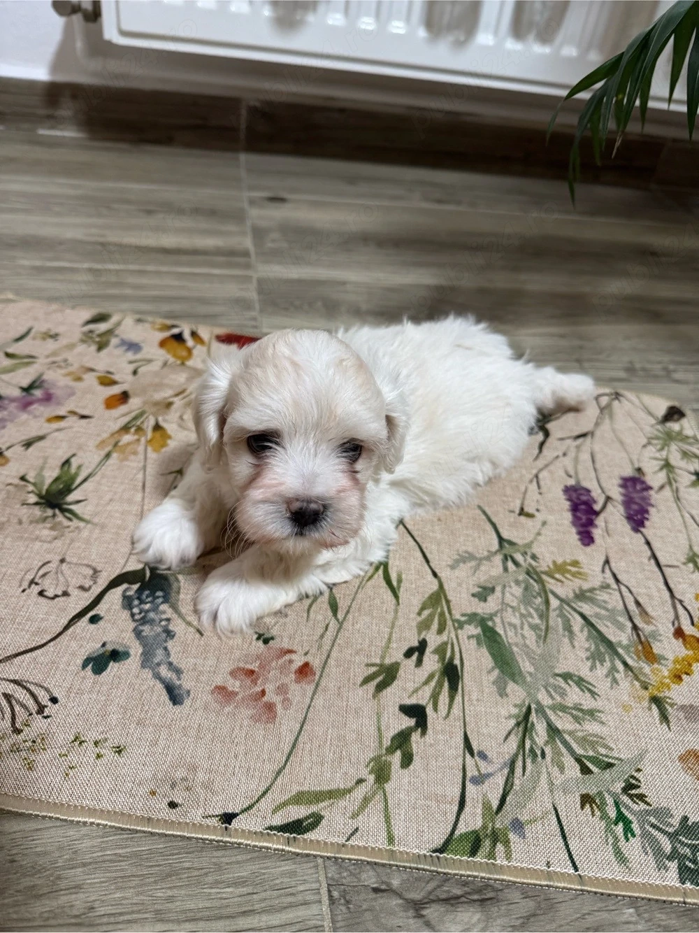 Pui de Bichon Maltez