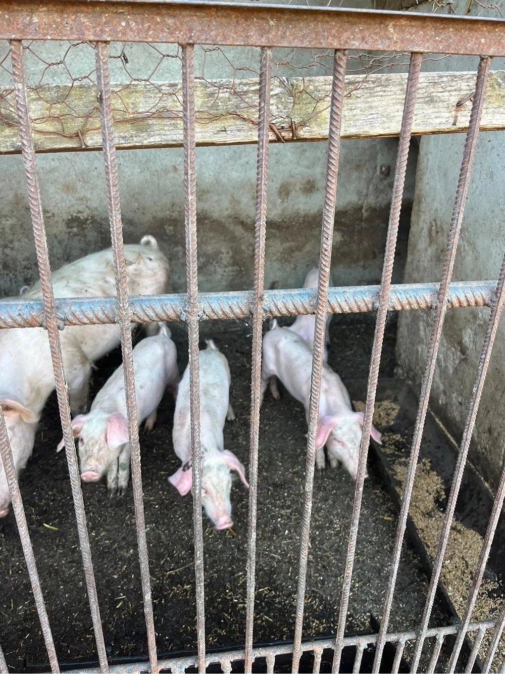 Vand porci