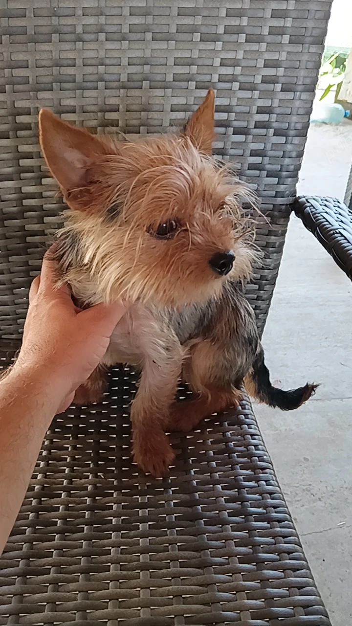 Băiat Yorkshire terrier 