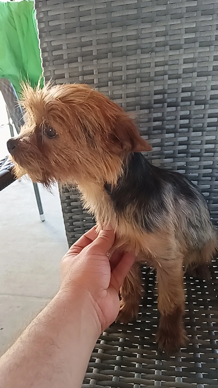 Femela Yorkshire terrier 