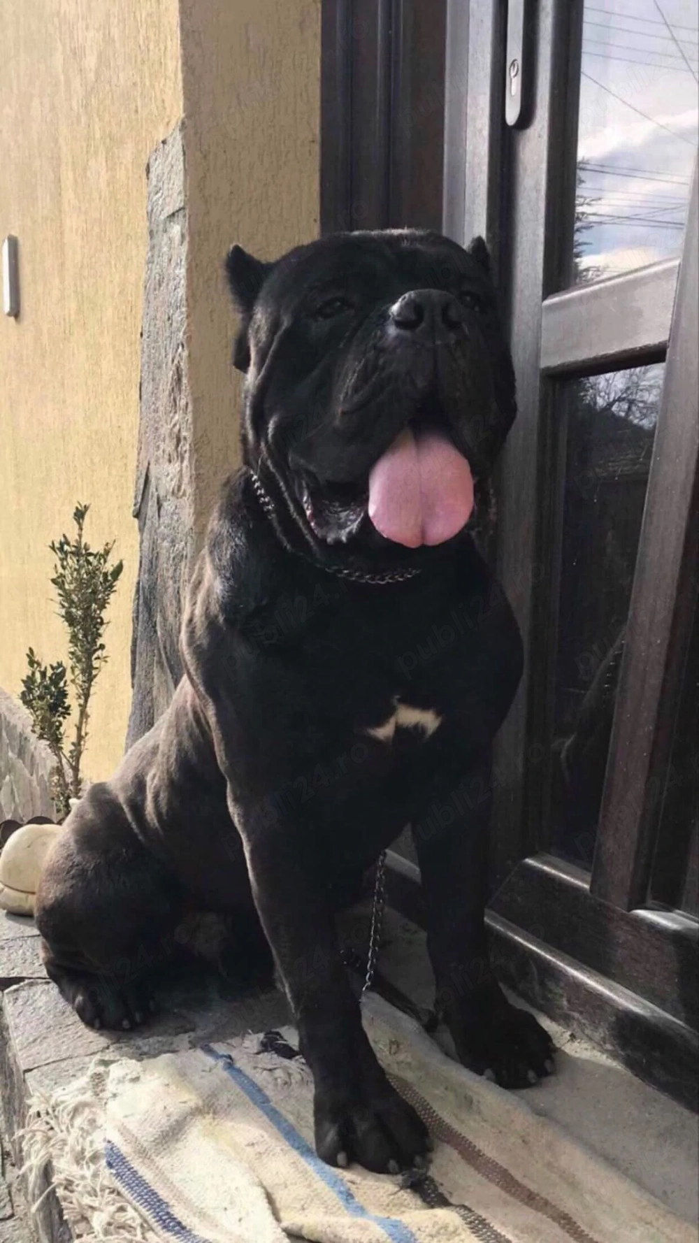 mascul cane corso