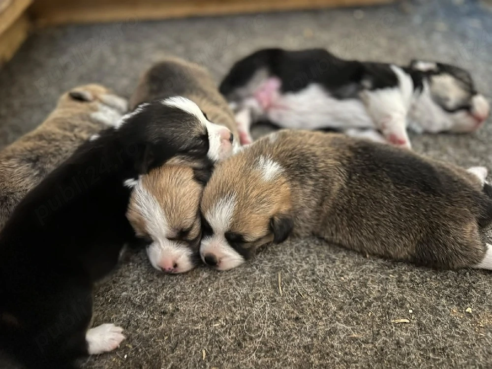 welsh corgi pembroke