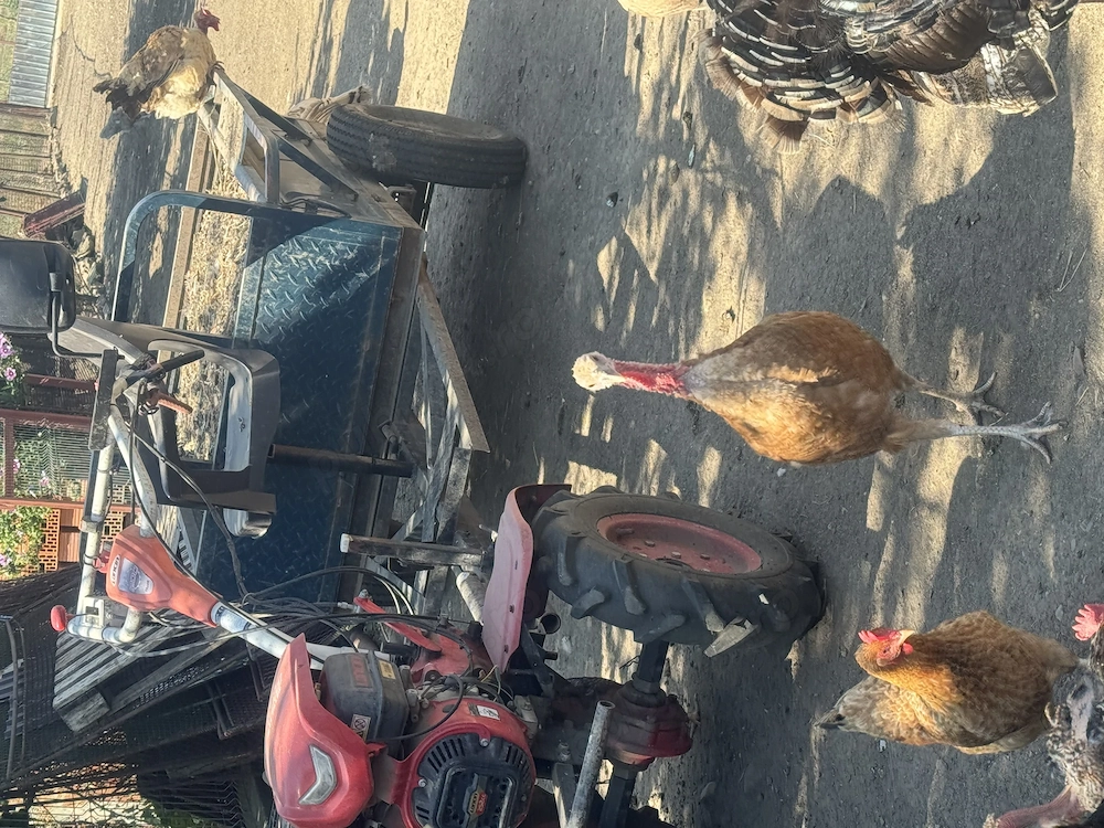 Disponibile curci și cocoși de curte 