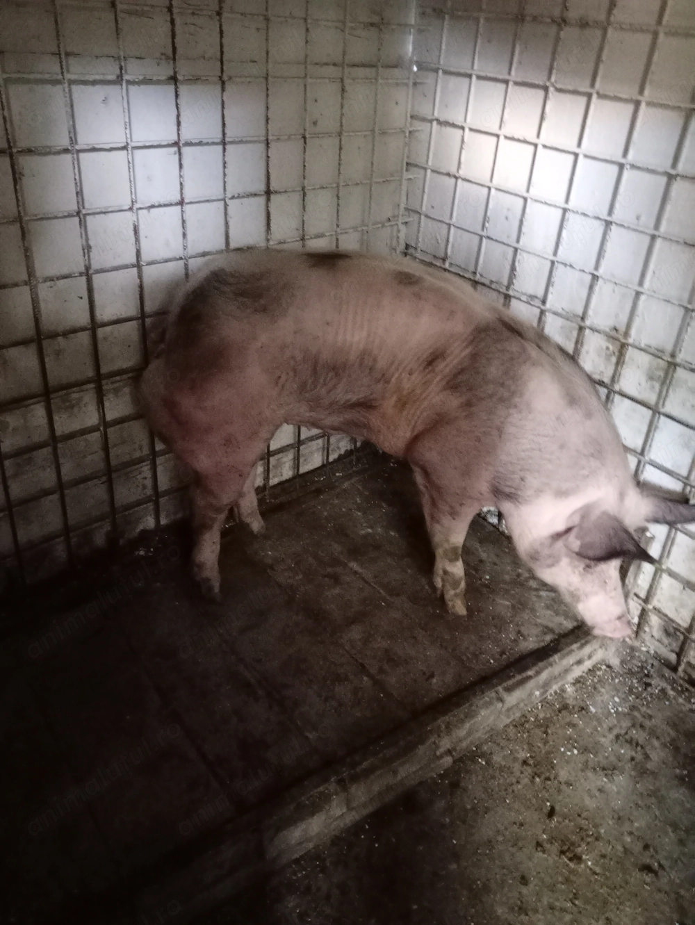 Vând scrofita pietrean rasă pură (pulpe duble),fără grăsime,aproximativ 100kg , ținută cu.cereale,f