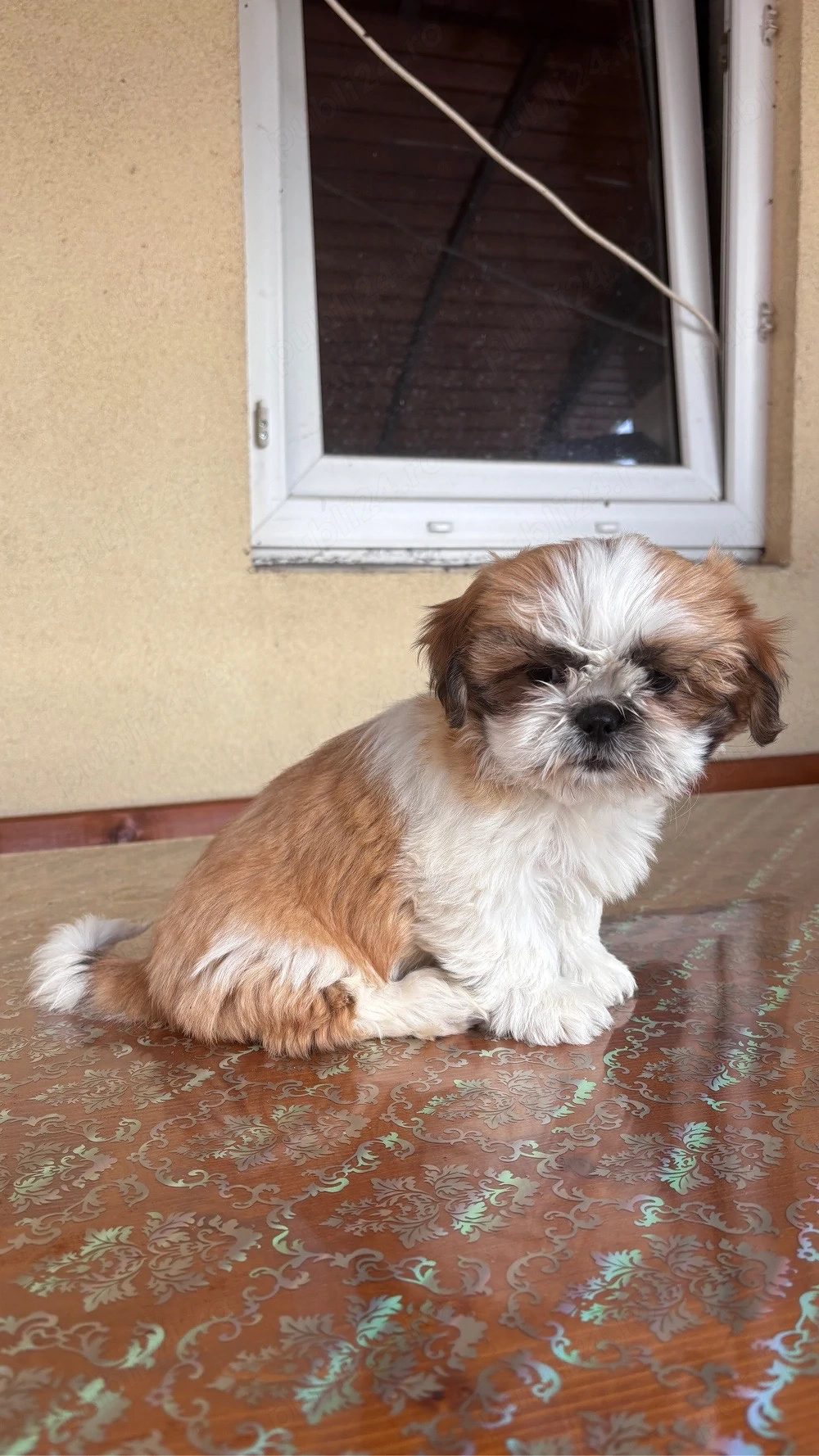 Cățel shih tzu