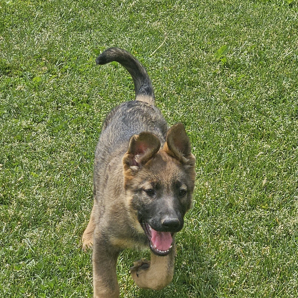 Pui ciobanesc german