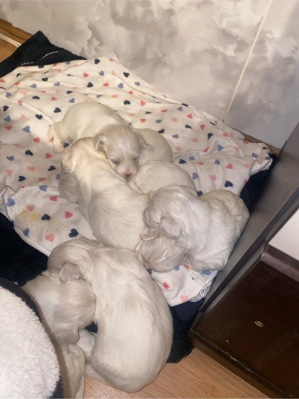 catelusi isi cauta o familie iubitoare 