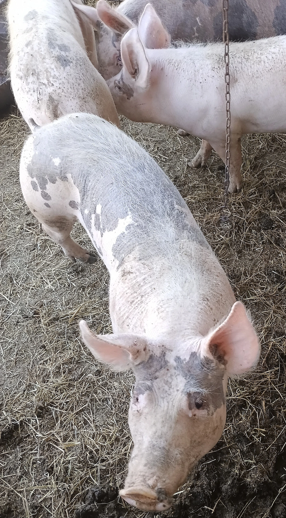 Disponibili o pereche 