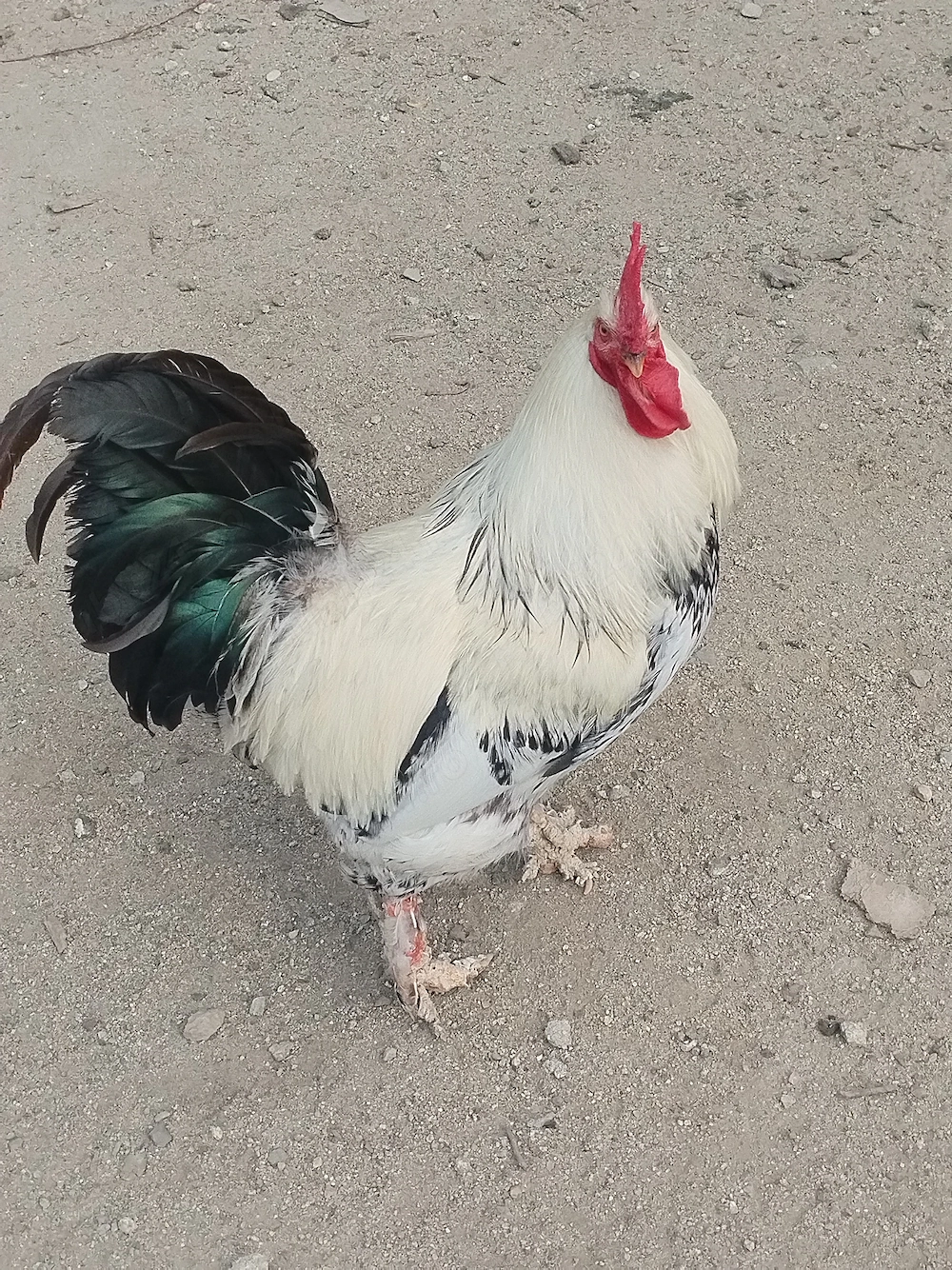 Cocoși de casă 