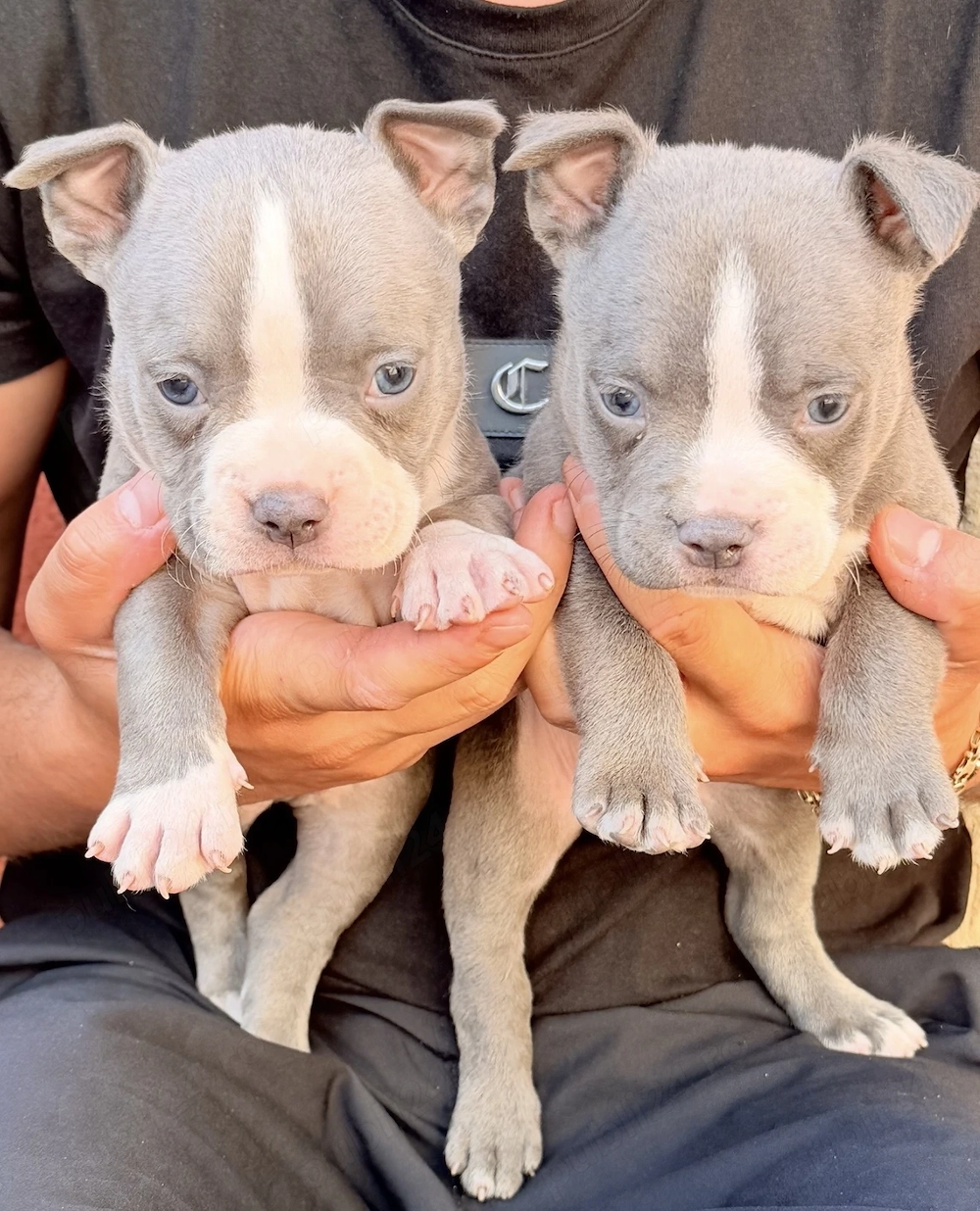 American bully pocket 
