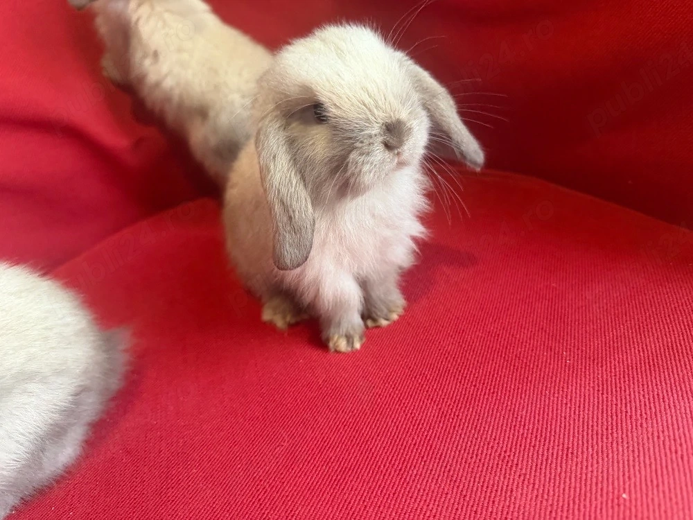 vand pui berbec pitic holland lop