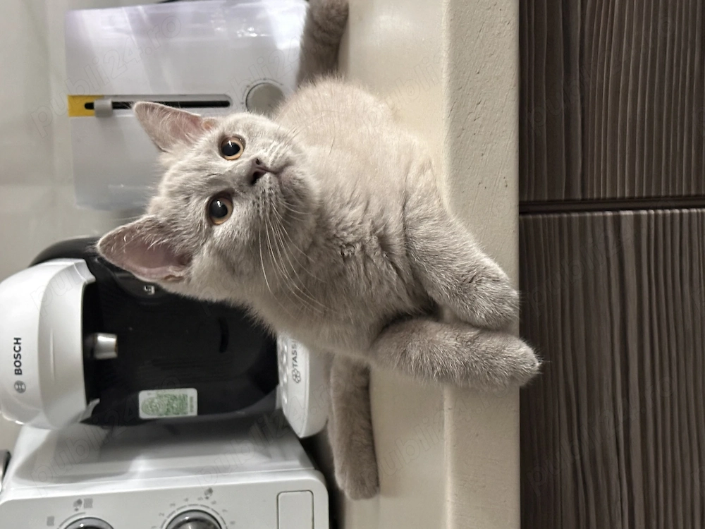 Pisoi British shorthair