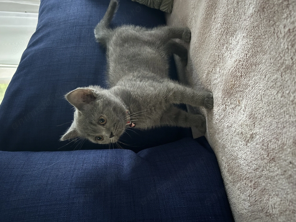 British shorthair