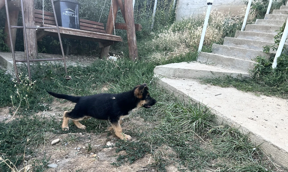 Pui ciobănesc german cu pedegree de top 