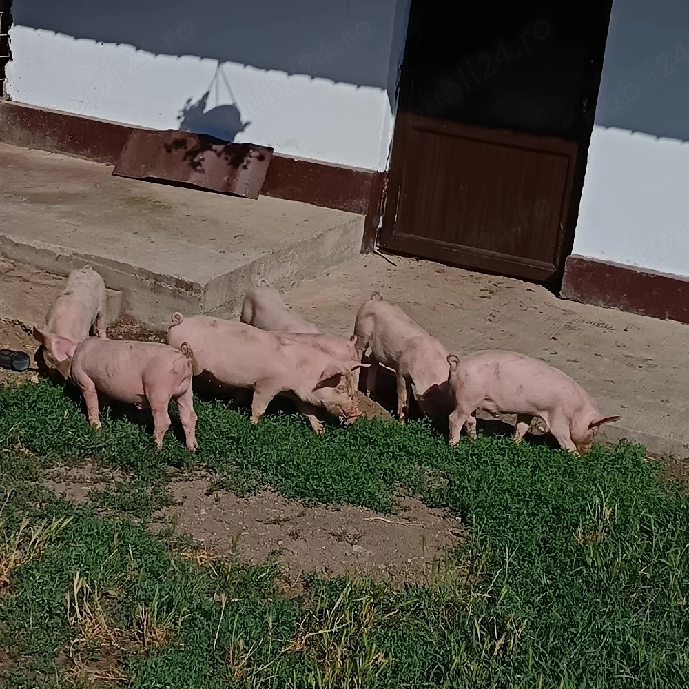 Purcei de vânzare 