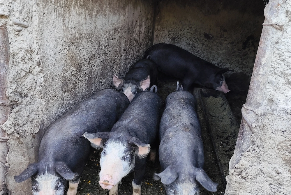 Purcei 12 săptămâni rasa Duroc-pietrain 