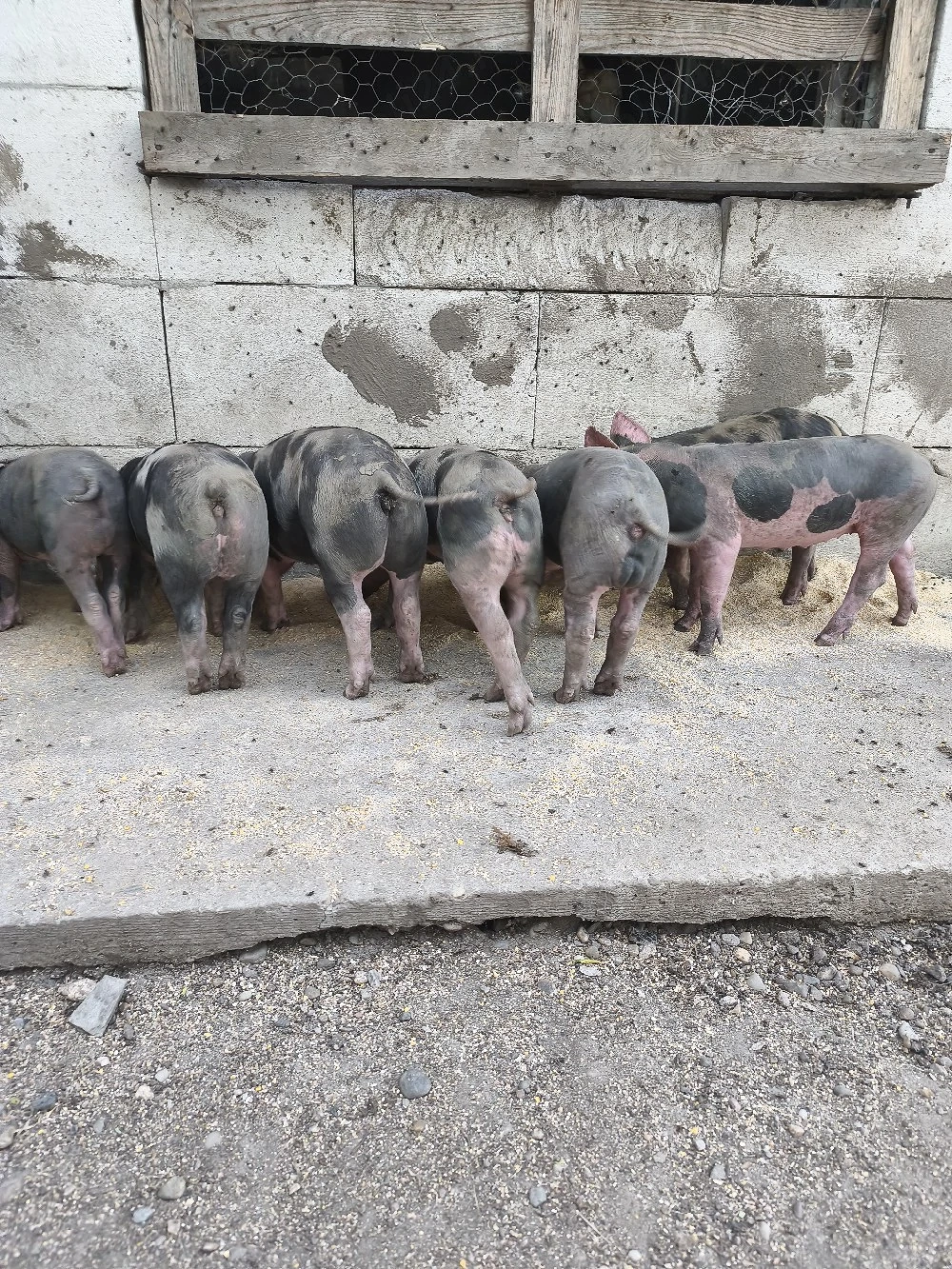 Scroafa cu purcei de 6 Saptamani