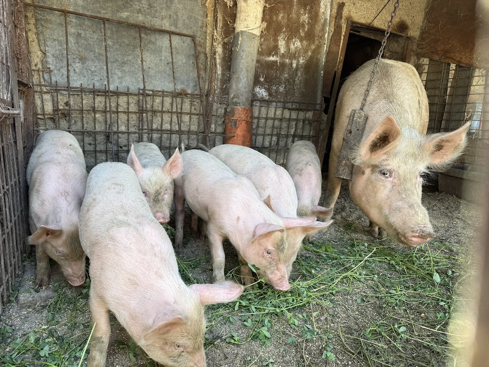 Vând 5 porci de  2luni Scortaru Vechi